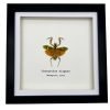 Banded Flower Mantis Frame (Theoprobus elegans) - TaxidermyArtistry Banded Flower Mantis Frame (Theoprobus elegans) - TaxidermyArtistry