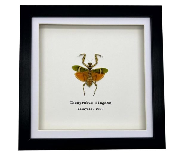 Banded Flower Mantis Frame (Theoprobus elegans) - TaxidermyArtistry Banded Flower Mantis Frame (Theoprobus elegans) - TaxidermyArtistry
