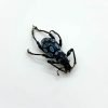 Beetle (Pachyrrhynchus Congestus Robustus) - TaxidermyArtistry