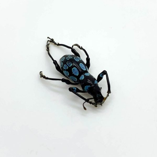 Beetle (Pachyrrhynchus Congestus Robustus) - TaxidermyArtistry