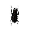 Black and Brown Beetle (Odontolabis sommeri) M - TaxidermyArtistry Black and Brown Beetle (Odontolabis sommeri) M - TaxidermyArtistry