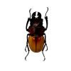 Black and Brown Beetle (Odontolabis sommeri) M - TaxidermyArtistry Black and Brown Beetle (Odontolabis sommeri) M - TaxidermyArtistry