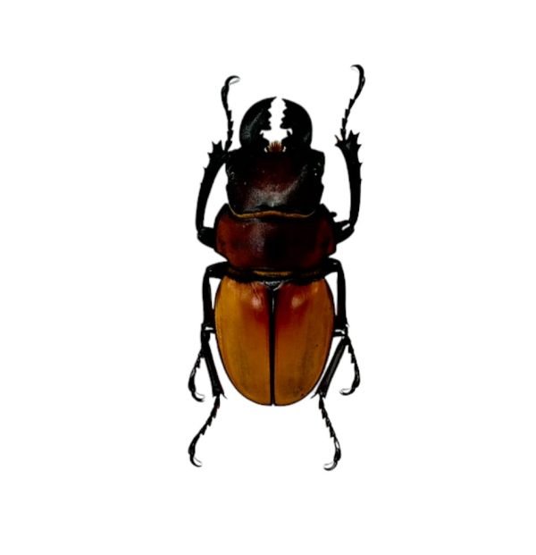 Black and Brown Beetle (Odontolabis sommeri) M - TaxidermyArtistry Black and Brown Beetle (Odontolabis sommeri) M - TaxidermyArtistry