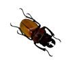 Black and Brown Beetle (Odontolabis sommeri) M - TaxidermyArtistry Black and Brown Beetle (Odontolabis sommeri) M - TaxidermyArtistry