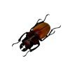 Black and Brown Beetle (Odontolabis sommeri) M - TaxidermyArtistry Black and Brown Beetle (Odontolabis sommeri) M - TaxidermyArtistry