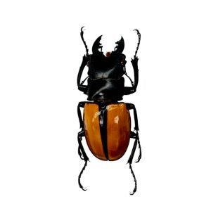 Black and Gold Beetle (Odontolabis ludekingi) M - TaxidermyArtistry