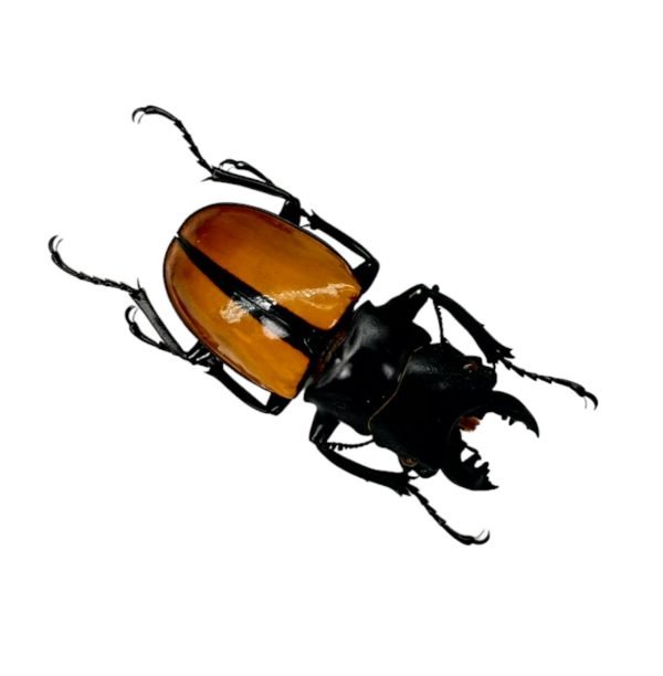 Black and Gold Beetle (Odontolabis ludekingi) M - TaxidermyArtistry