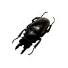 Black Brown Stag Beetle (Odontolabis dalmanni) - TaxidermyArtistry