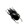 Black Brown Stag Beetle (Odontolabis dalmanni) - TaxidermyArtistry