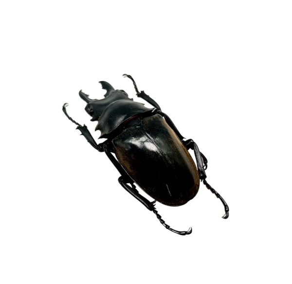 Black Brown Stag Beetle (Odontolabis dalmanni) - TaxidermyArtistry