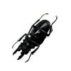 Black Brown Stag Beetle (Odontolabis dalmanni) - TaxidermyArtistry