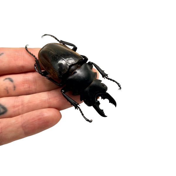 Black Brown Stag Beetle (Odontolabis dalmanni)