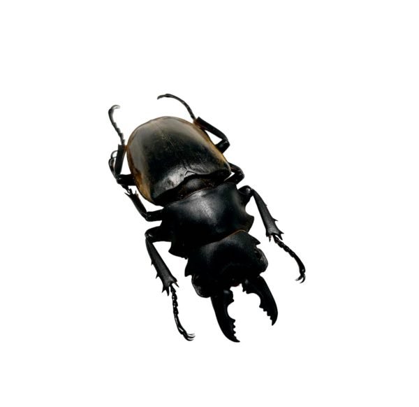 Black Brown Stag Beetle (Odontolabis dalmanni) - TaxidermyArtistry