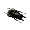 Black Brown Stag Beetle (Odontolabis dalmanni) - TaxidermyArtistry