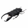 Black Giant Stag Beetle (Dorcus titanus typhon) - TaxidermyArtistry