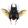 Black Giant Stag Beetle Long Horn (Dorcus alcides) (SPREAD) Insect - TaxidermyArtistry