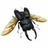 Black Giant Stag Beetle Long Horn (Dorcus alcides) (SPREAD) Insect - TaxidermyArtistry