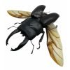 Black Giant Stag Beetle Long Horn (Dorcus alcides) (SPREAD) Insect - TaxidermyArtistry