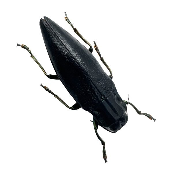 BLACK Jewel Beetle (Cyphogastra ludekingi) Insect - TaxidermyArtistry