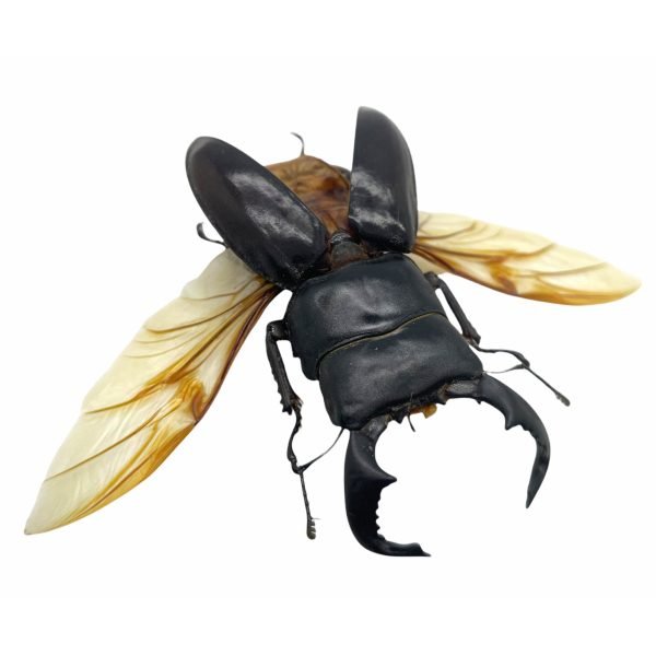 Black Stag Beetle (Dorcus bucephalus) (SPREAD) Insect - TaxidermyArtistry Black Stag Beetle (Dorcus bucephalus) (SPREAD) Insect - TaxidermyArtistry