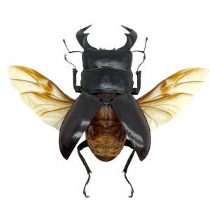 Black Stag Beetle (Dorcus bucephalus) (SPREAD) Insect - TaxidermyArtistry