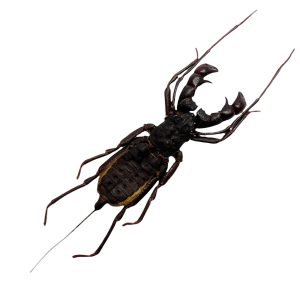 Black Tailed Whip scorpion vinegaroon (Thelyphonus feuerborni) - TaxidermyArtistry