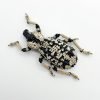Black & White Curculionidae Weevil (Rhytidophloeus rothschildi) Insect - TaxidermyArtistry