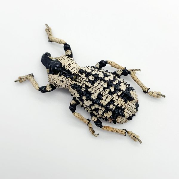 Black & White Curculionidae Weevil (Rhytidophloeus rothschildi) Insect - TaxidermyArtistry