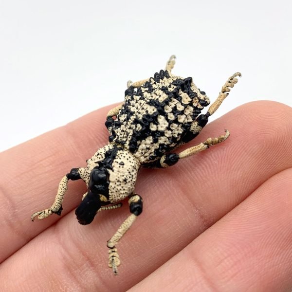 Black & White Curculionidae Weevil (Rhytidophloeus rothschildi) Insect - TaxidermyArtistry