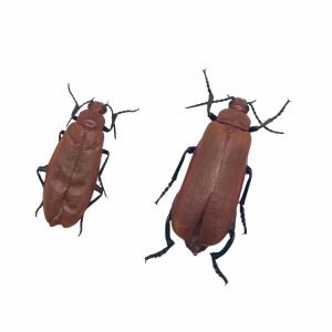 Blister beetle (Horia debyi) Insect (PAIR) - TaxidermyArtistry