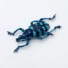 Blue Banded Weevil Beetle (Eupholus linnei) - TaxidermyArtistry