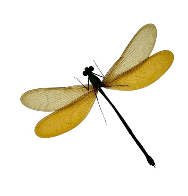 Blue Damselfly (Neurobasis kaupi) (F) - TaxidermyArtistry