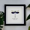 Blue Damselfly (Neurobasis kaupi) Framed Specimen - TaxidermyArtistry Blue Damselfly (Neurobasis kaupi) Framed Specimen - TaxidermyArtistry