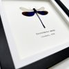 Blue Damselfly (Neurobasis kaupi) Framed Specimen - TaxidermyArtistry Blue Damselfly (Neurobasis kaupi) Framed Specimen - TaxidermyArtistry