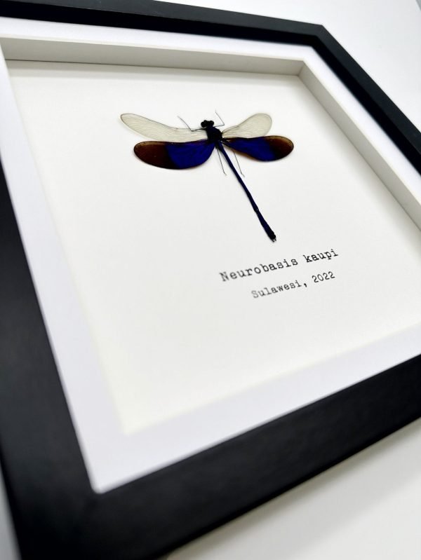 Blue Damselfly (Neurobasis kaupi) Framed Specimen - TaxidermyArtistry Blue Damselfly (Neurobasis kaupi) Framed Specimen - TaxidermyArtistry