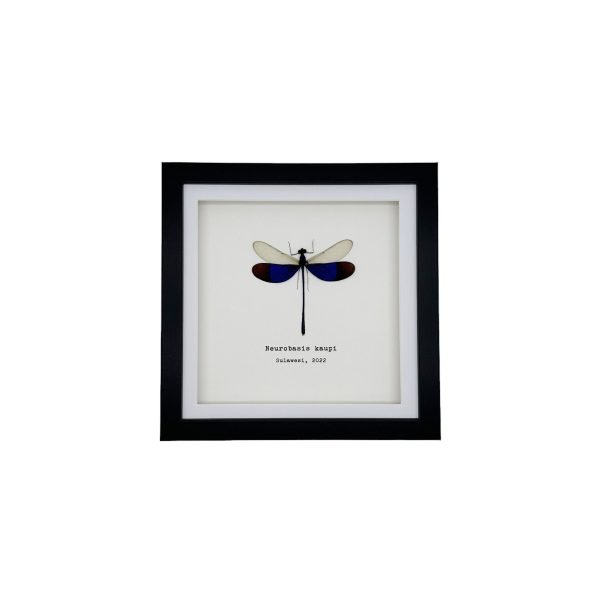 Blue Damselfly (Neurobasis kaupi) Framed Specimen - TaxidermyArtistry Blue Damselfly (Neurobasis kaupi) Framed Specimen - TaxidermyArtistry