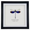Blue Damselfly (Neurobasis kaupi) Framed Specimen - TaxidermyArtistry Blue Damselfly (Neurobasis kaupi) Framed Specimen - TaxidermyArtistry