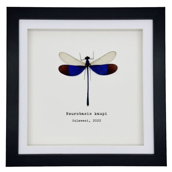 Blue Damselfly (Neurobasis kaupi) Framed Specimen - TaxidermyArtistry Blue Damselfly (Neurobasis kaupi) Framed Specimen - TaxidermyArtistry