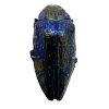 Blue Rainbow Jewel Beetle (Polybothris sumptuosa gema) Insect - TaxidermyArtistry