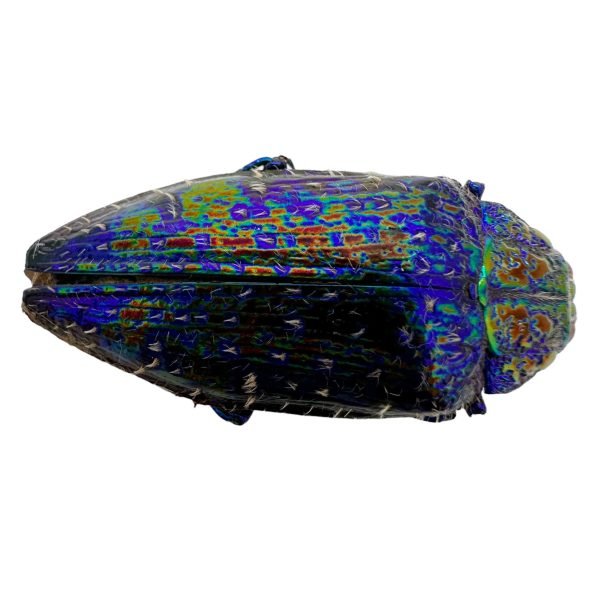 Blue Rainbow Jewel Beetle (Polybothris sumptuosa gema) Insect - TaxidermyArtistry