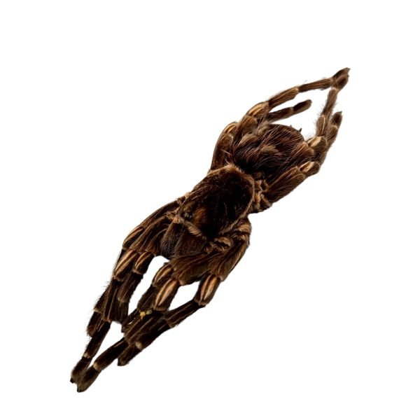 Brazilian Orange Banded Spider (Acanthoscurria juruenicola) - TaxidermyArtistry Brazilian Orange Banded Spider (Acanthoscurria juruenicola) - TaxidermyArtistry