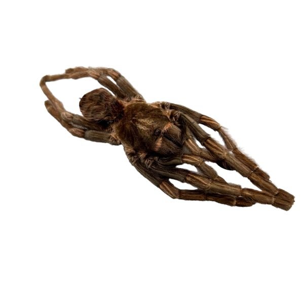 Brazilian Rusty Birdeater (Acanthoscurria ferina) - TaxidermyArtistry Brazilian Rusty Birdeater (Acanthoscurria ferina) - TaxidermyArtistry