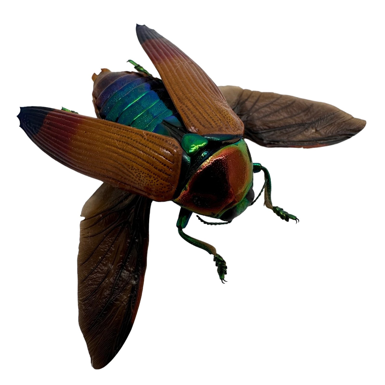 Brown Jewel Beetle (Metaxymorpha Apicalis) (SPREAD) Insect