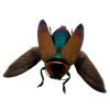 Brown Jewel Beetle (Metaxymorpha Apicalis) (SPREAD) Insect - TaxidermyArtistry