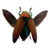Brown Jewel Beetle (Metaxymorpha Apicalis) (SPREAD) Insect - TaxidermyArtistry