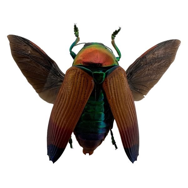 Brown Jewel Beetle (Metaxymorpha Apicalis) (SPREAD) Insect - TaxidermyArtistry
