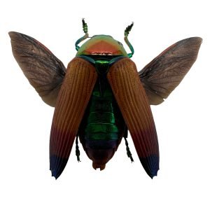 Brown Jewel Beetle (Metaxymorpha Apicalis) (SPREAD) Insect - TaxidermyArtistry