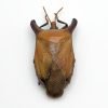 Bull-Horn Shield Bug (Eurypleura bicornis) - TaxidermyArtistry Bull-Horn Shield Bug (Eurypleura bicornis) - TaxidermyArtistry
