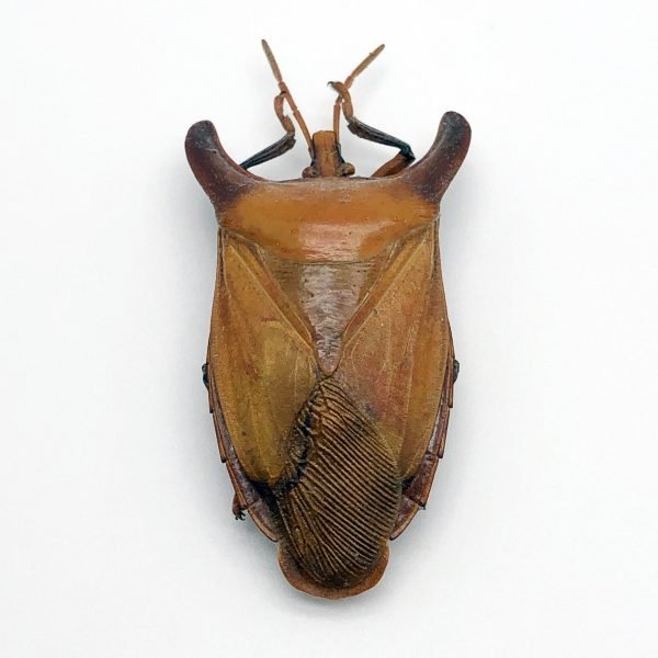 Bull-Horn Shield Bug (Eurypleura bicornis) - TaxidermyArtistry Bull-Horn Shield Bug (Eurypleura bicornis) - TaxidermyArtistry