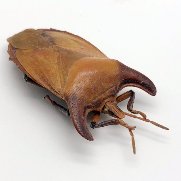 Bull-Horn Shield Bug (Eurypleura bicornis) - TaxidermyArtistry Bull-Horn Shield Bug (Eurypleura bicornis) - TaxidermyArtistry